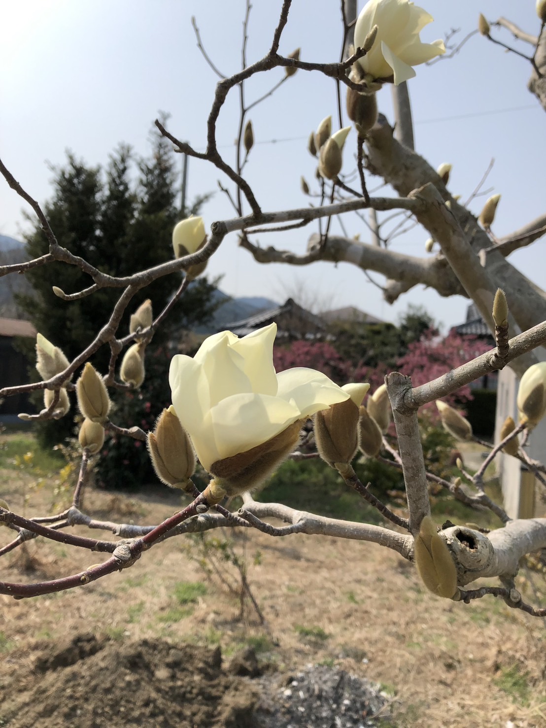 植栽作業の様子