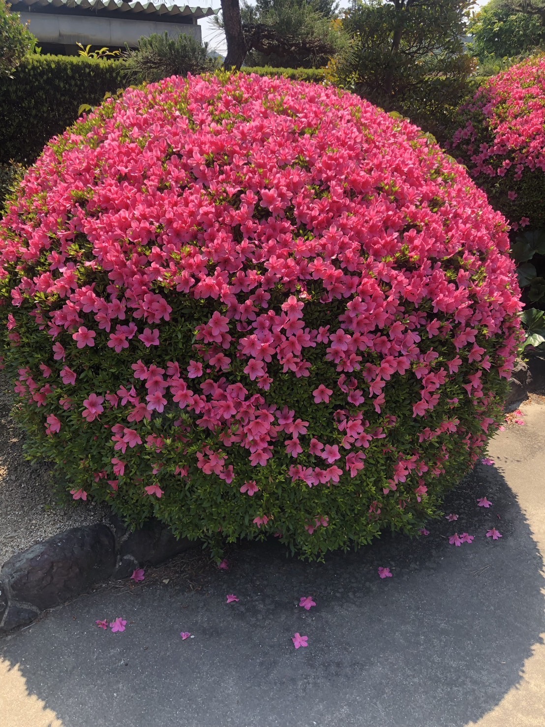 剪定作業の様子