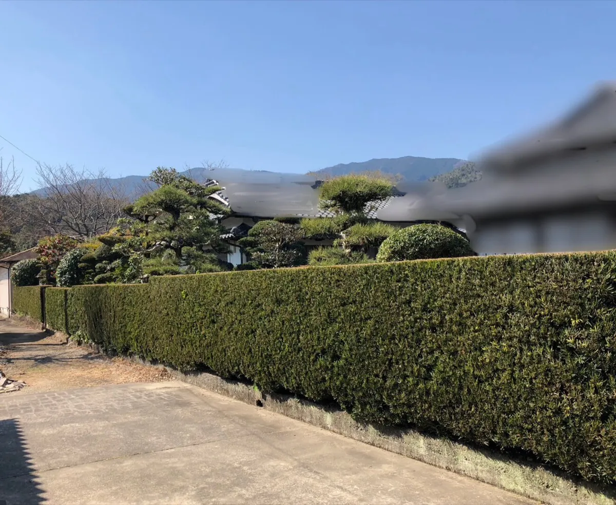 剪定施工例4