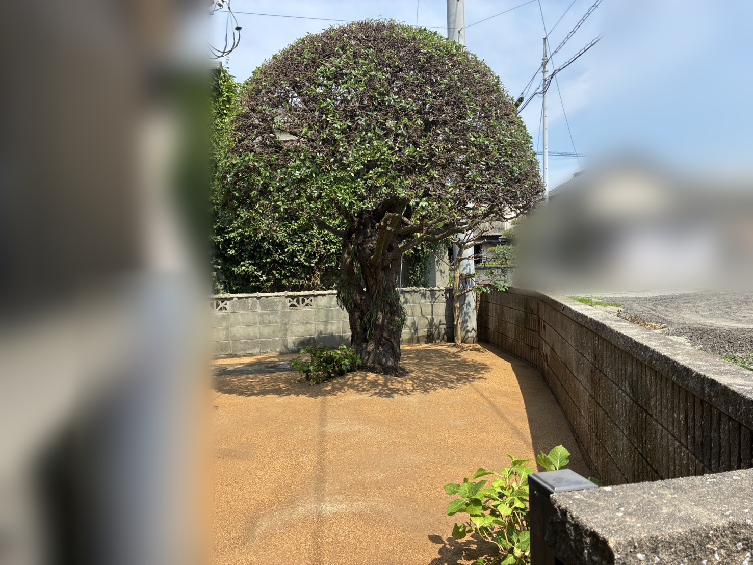 お庭の伐採・不用品回収とガンコマサによる防草施工の施工後